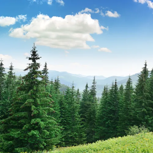 forest of trees with mountainous background in bc